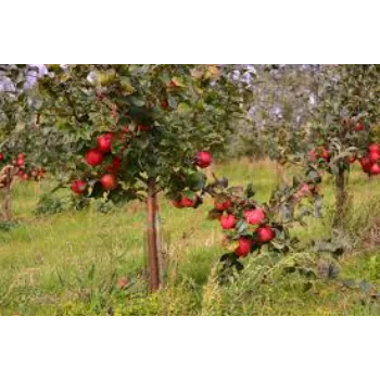 A1 Apple Plants